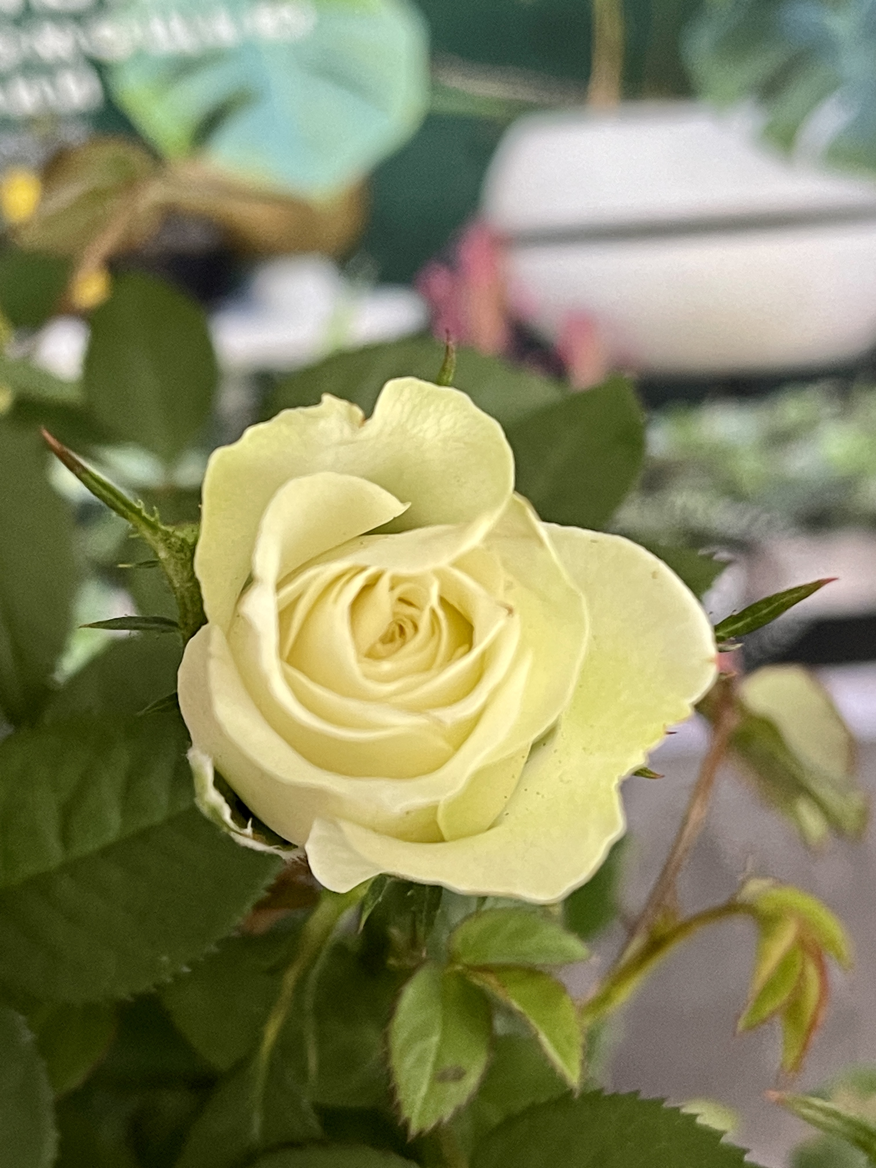 Роза белая комнатная (Rose White) D9см