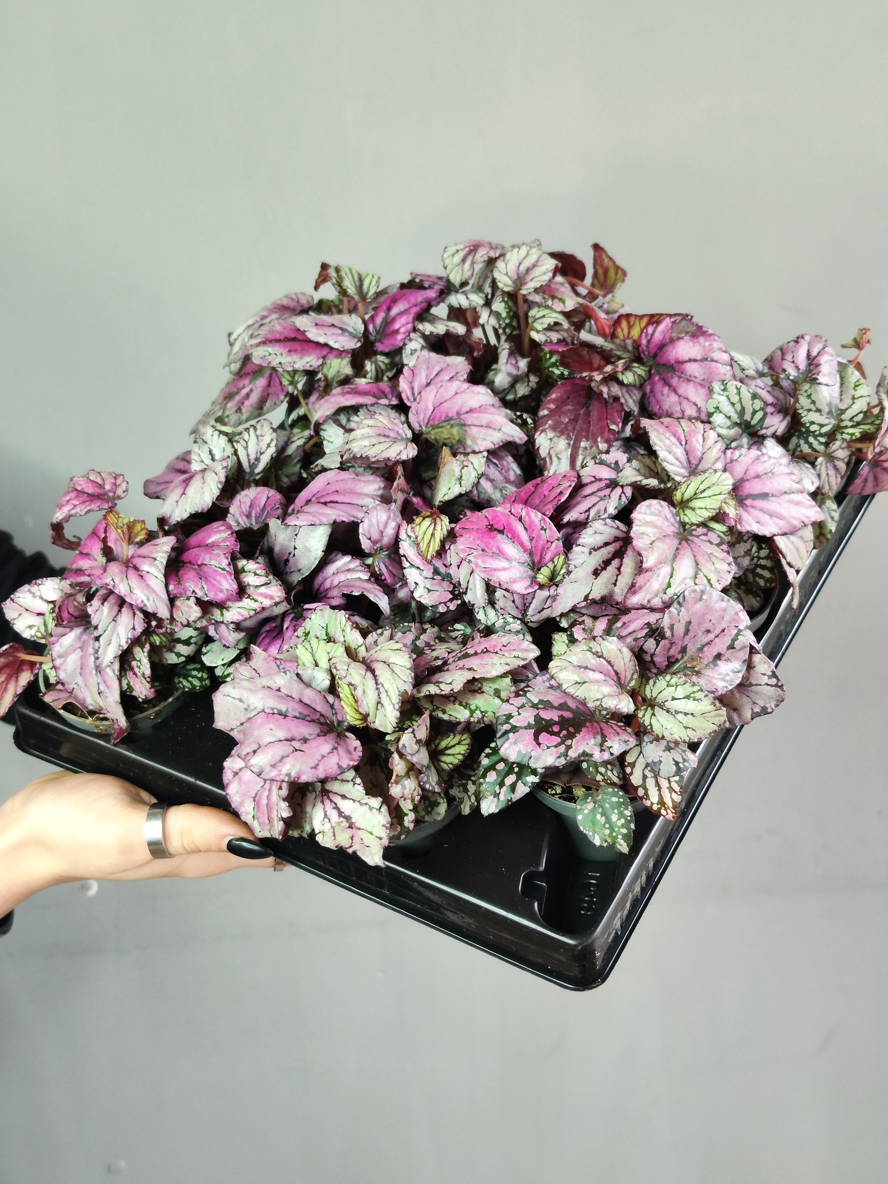 Бегония Рекс Мэджик Колор Хью Маклахлан (Begonia Rex Hugh Mclauchlan) D6см