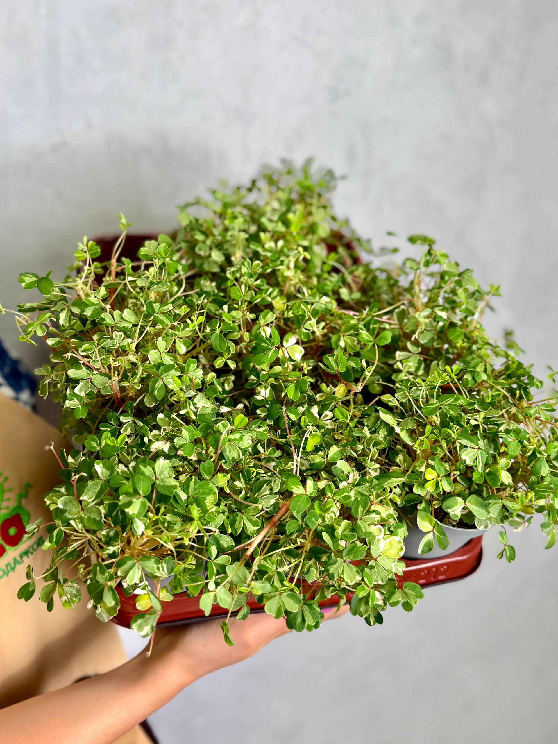 Оксалис Вулканикола Нордлис (Oxalis Spiralis Vulcanicola Nordlys) D10см