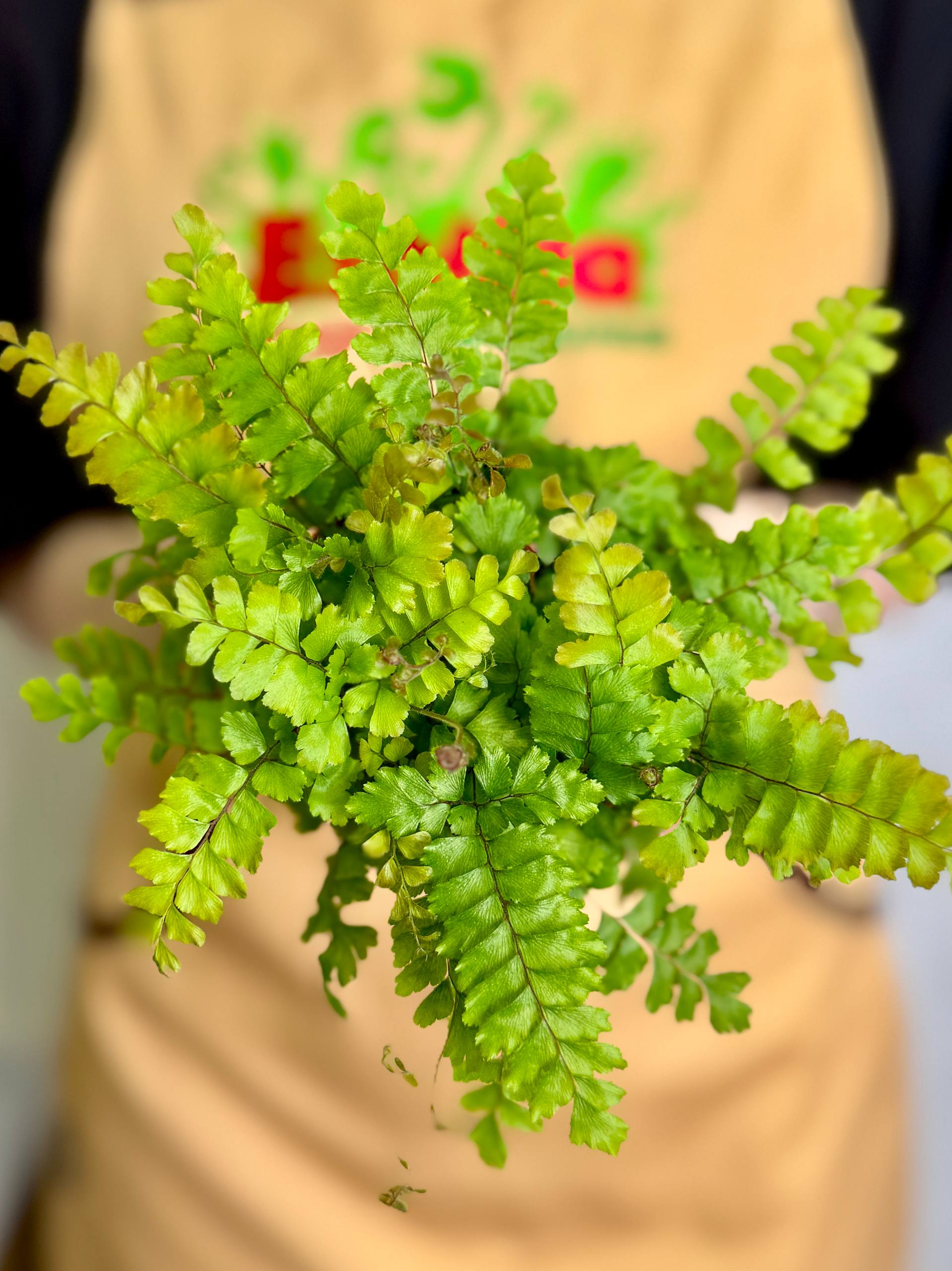 Адиантум Бронз Венус (Adiantum Bronze Venus) D8,5см