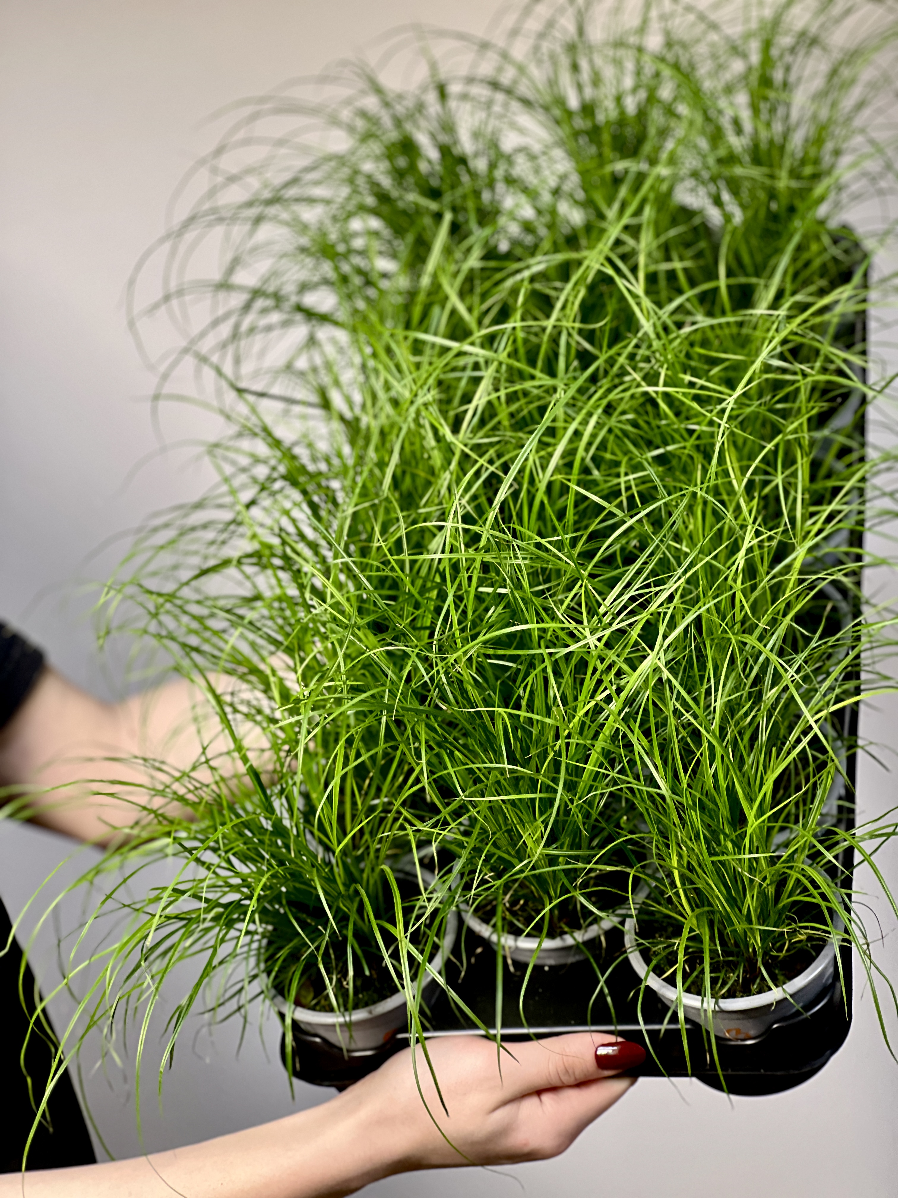 Осока Коричневатая (Carex Brunnea) 9см