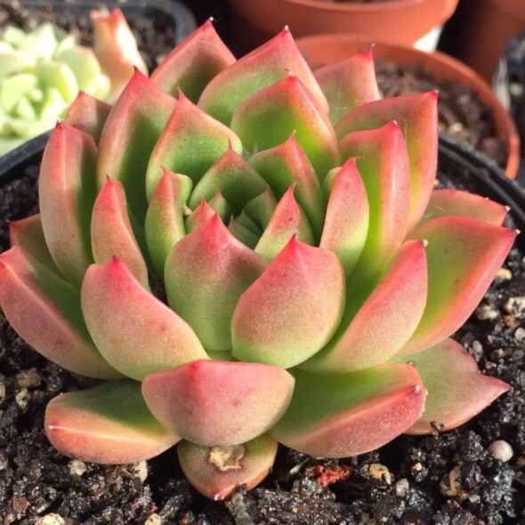 Эхеверия Гилва Ред (Echeveria Gilva Red) D5см