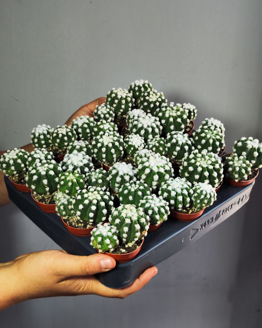 Кактус Эхинопсис Денудатум Груп (Echinopsis Denudatum Group) D5см