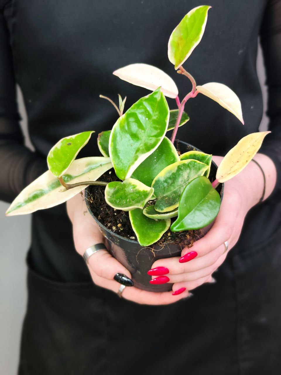 Хойя Карноза Альбомаргината (Hoya Carnosa Albomarginata) D10см