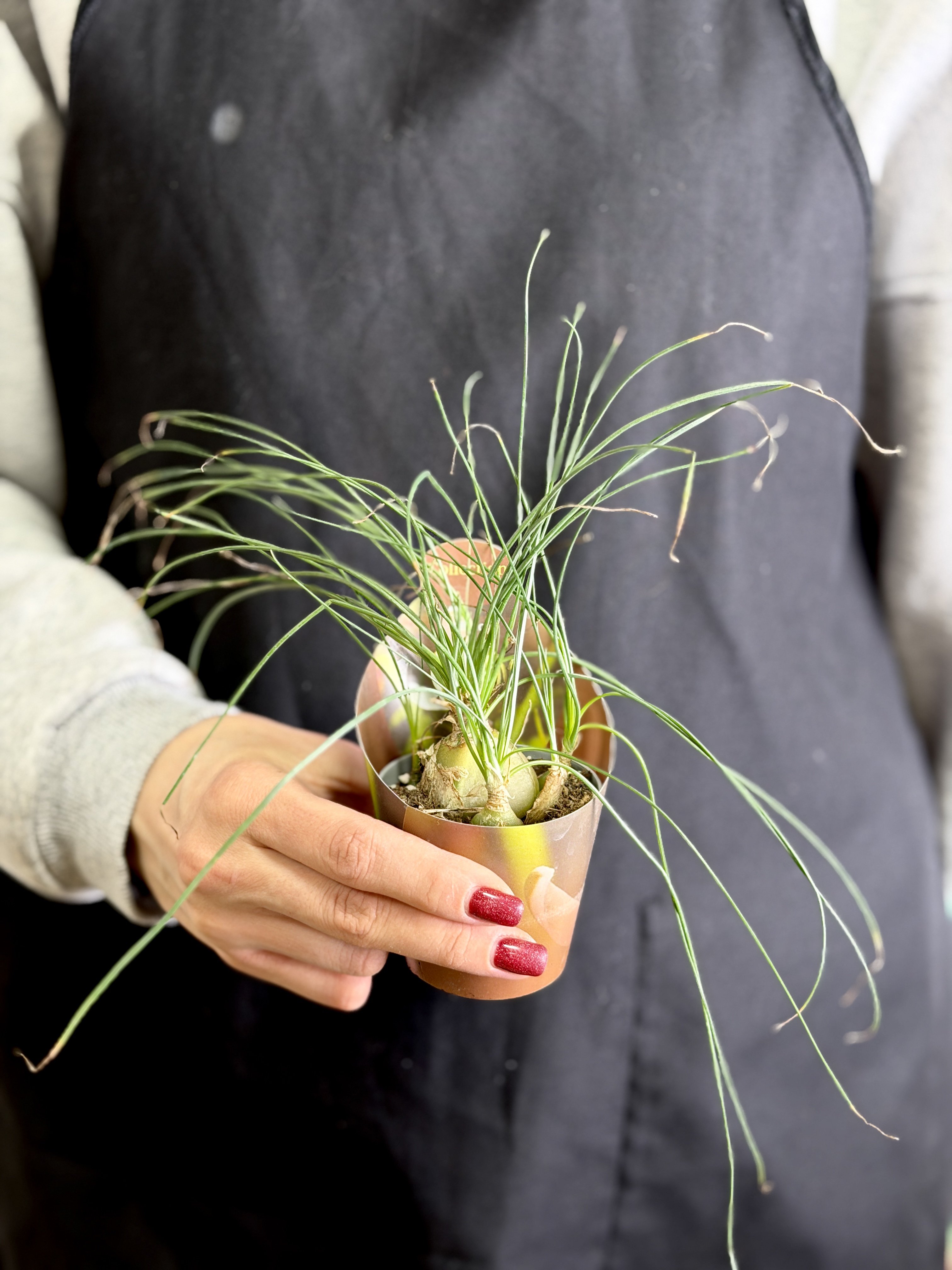 Альбука Хумилис (Albuca Humilis) D6,5см