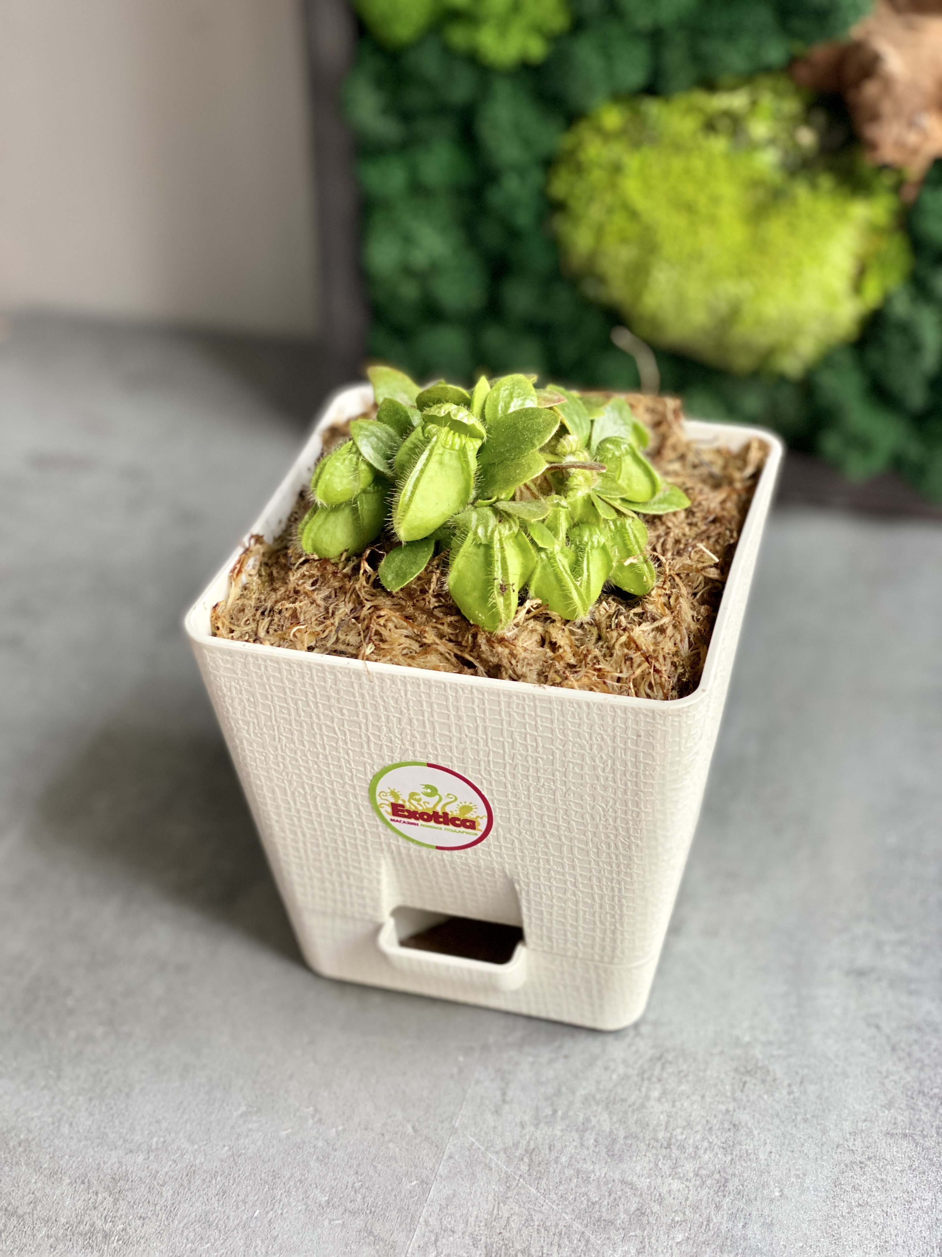 Цефалотус мешочковый (Cephalotus follicularis) пересаженный D12см
