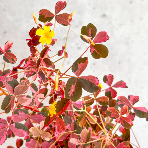 Оксалис Крейзи Плам, Кислица (Oxalis Crazy Plum) D10см
