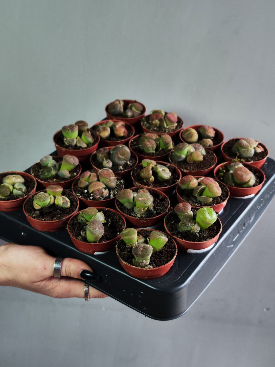Буро - Коричневые Литопсы Аукамп (Lithops Aucampiae) D5см