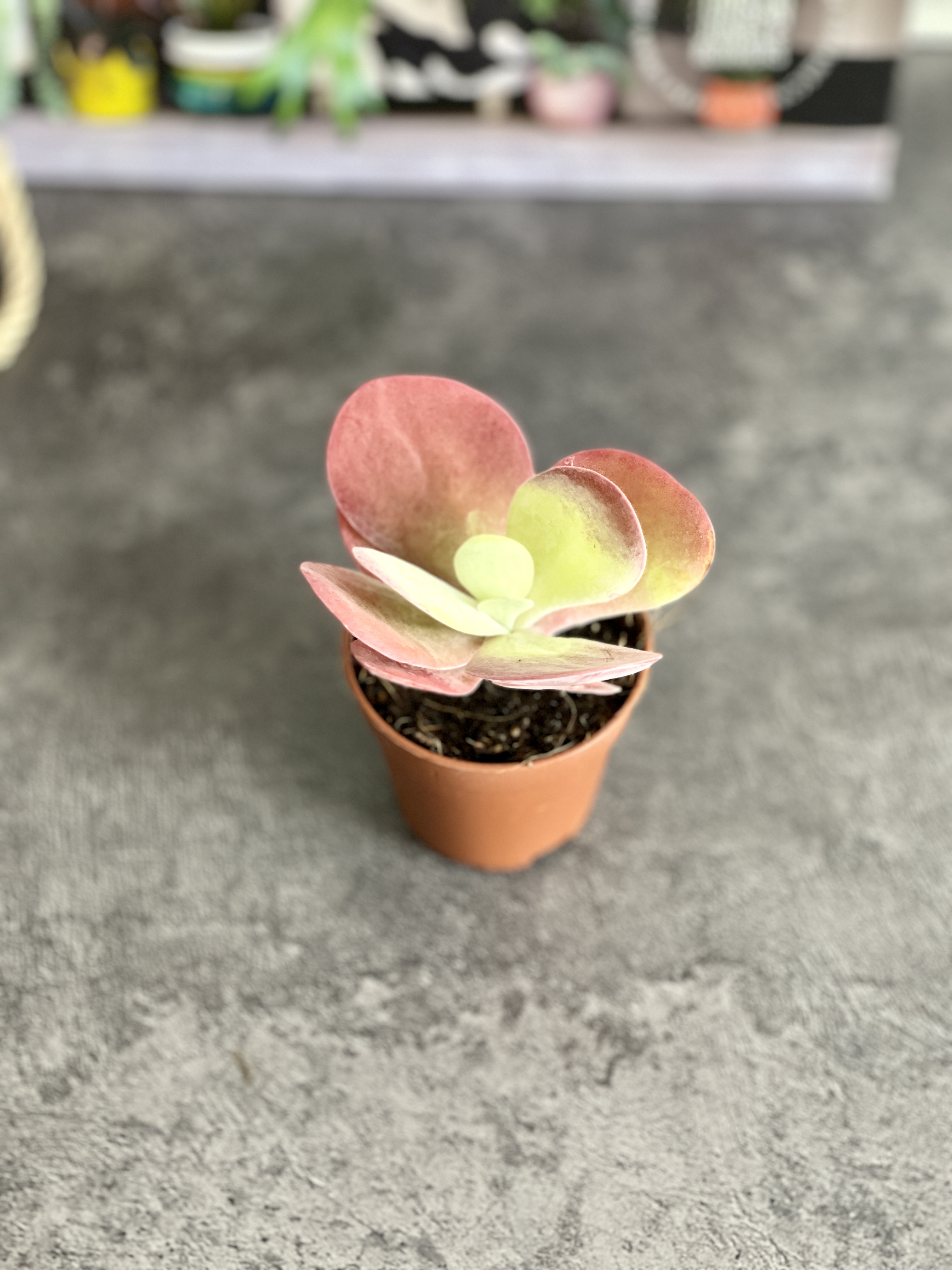 Каланхоэ Тирсифлора Ред Липс (Kalanchoe Thyrsiflora Red Lips) D5см