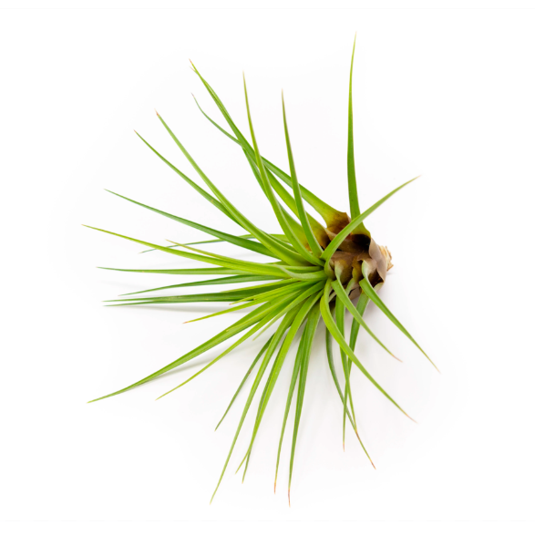 Тилландсия Меланократер Грин (Tillandsia Melanocrater Green)