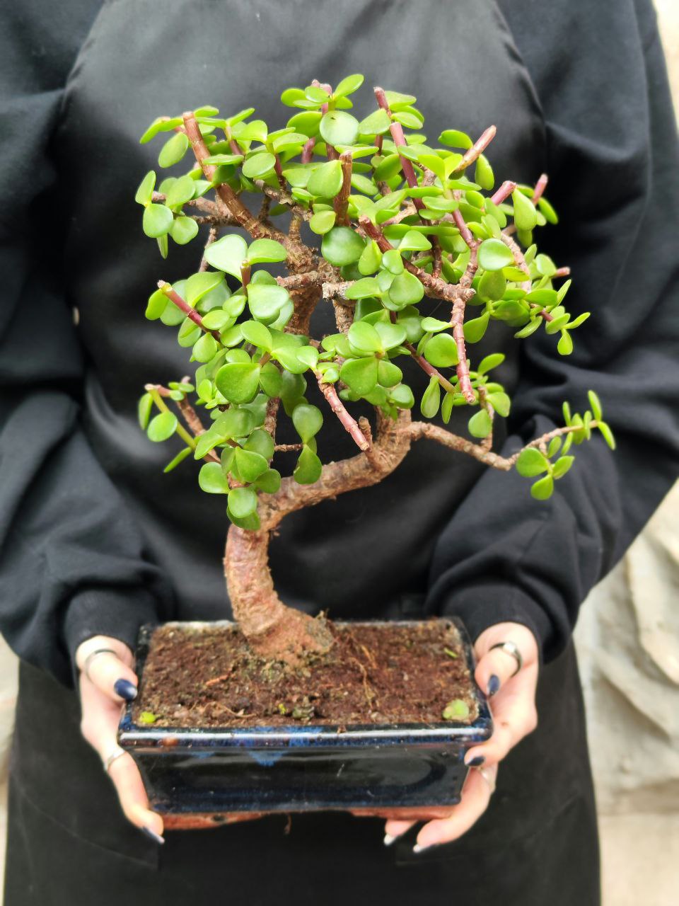 Бонсай Портулакария (Bonsai Portulacaria Afra)