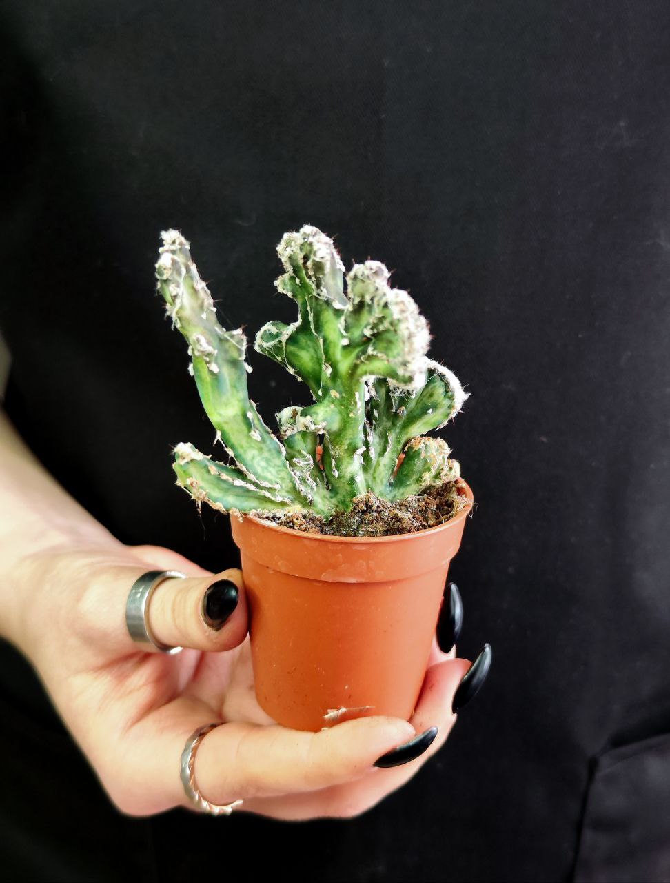 Кактус Маммиллярия Кристата Микс (Cactus Mammillaria Crestata Mix) D5см