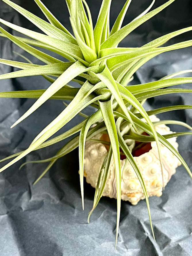 Тилландсия Беловатая (Tillandsia Albida)