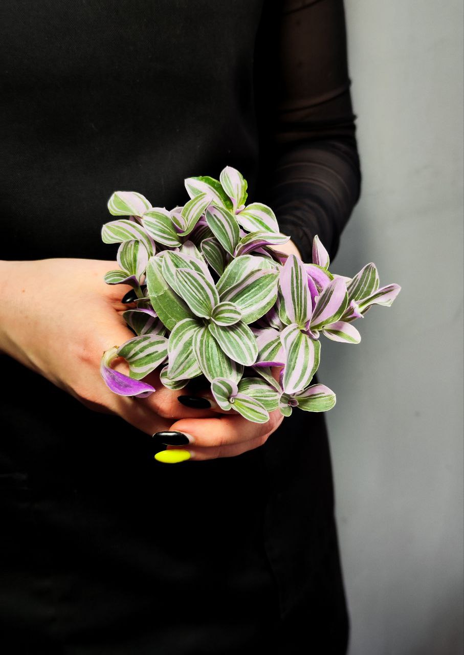 Традесканция Свитнесс (Tradescantia Sweetness) D6см