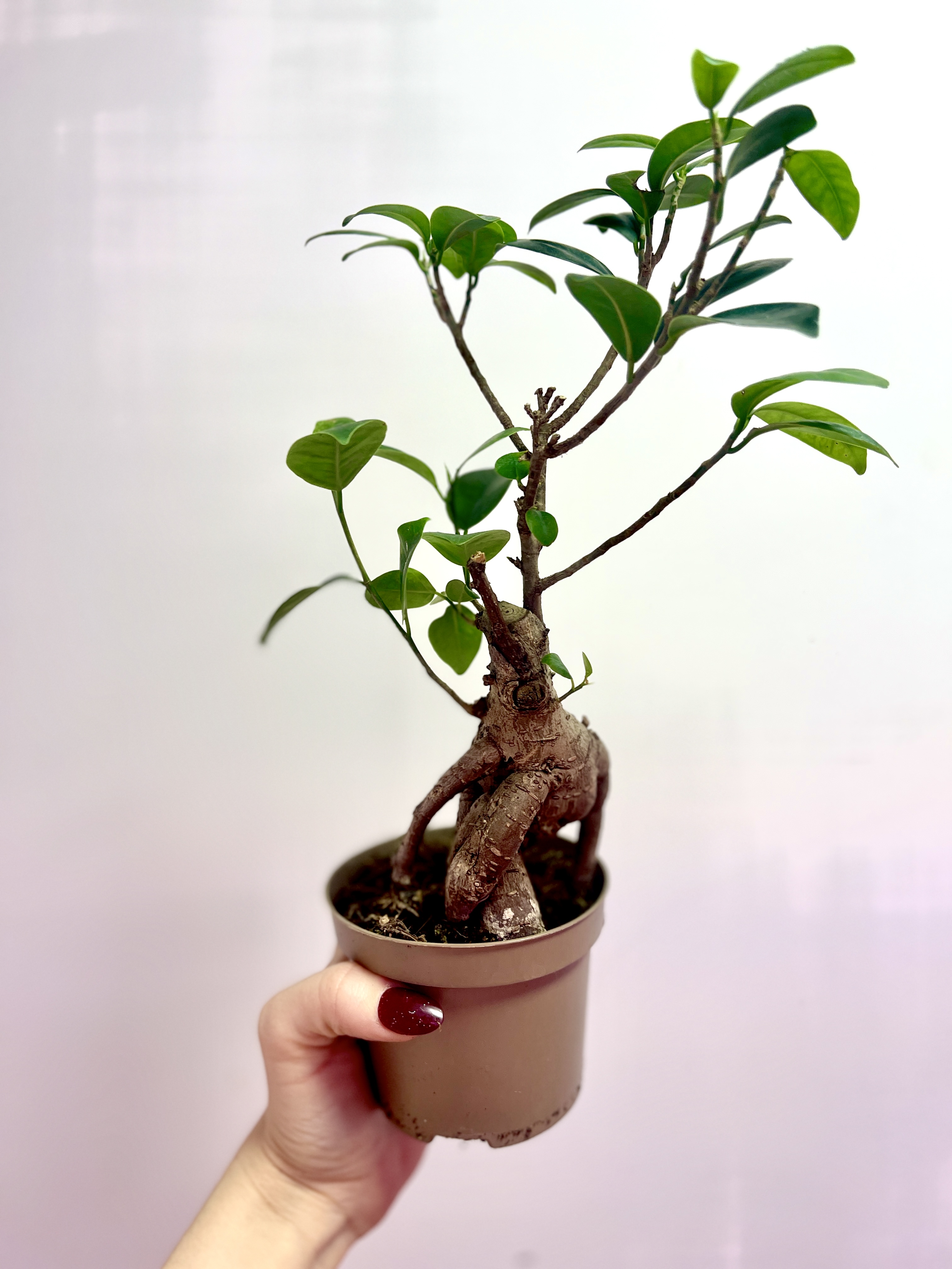 Бонсай Фикус микрокарпа (Ficus microcarpa) D11см (уцененный)