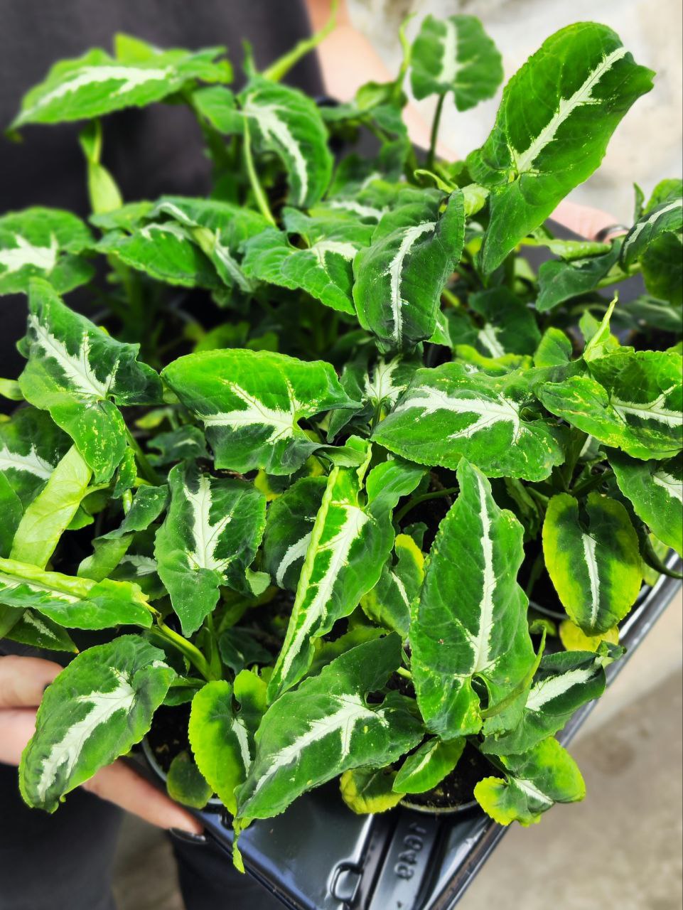 Сингониум Вендланда (Syngonium Wendlandii) D6см