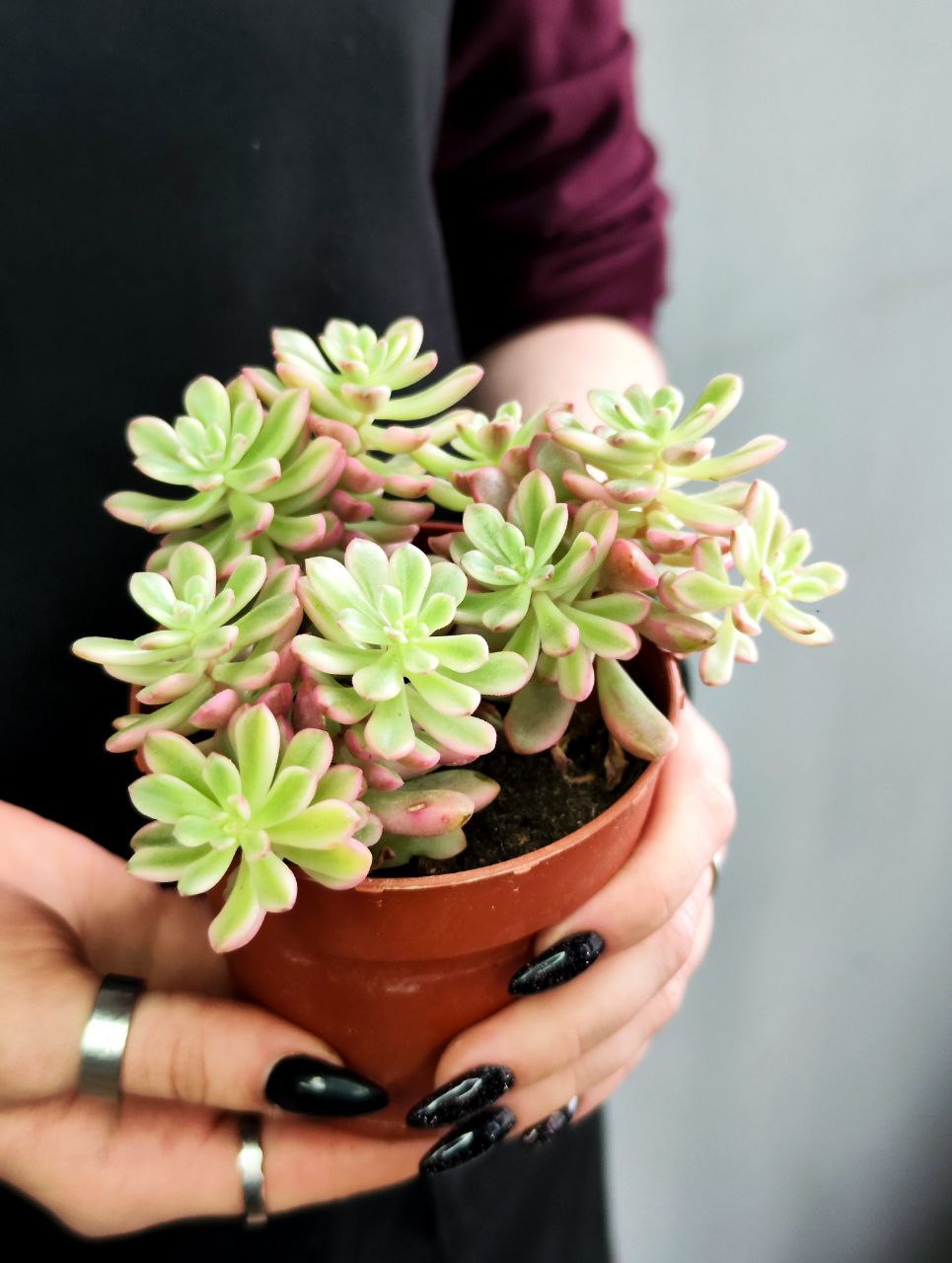 Седум Джойс Таллоч (Sedum Joyce Tulloch) D8см