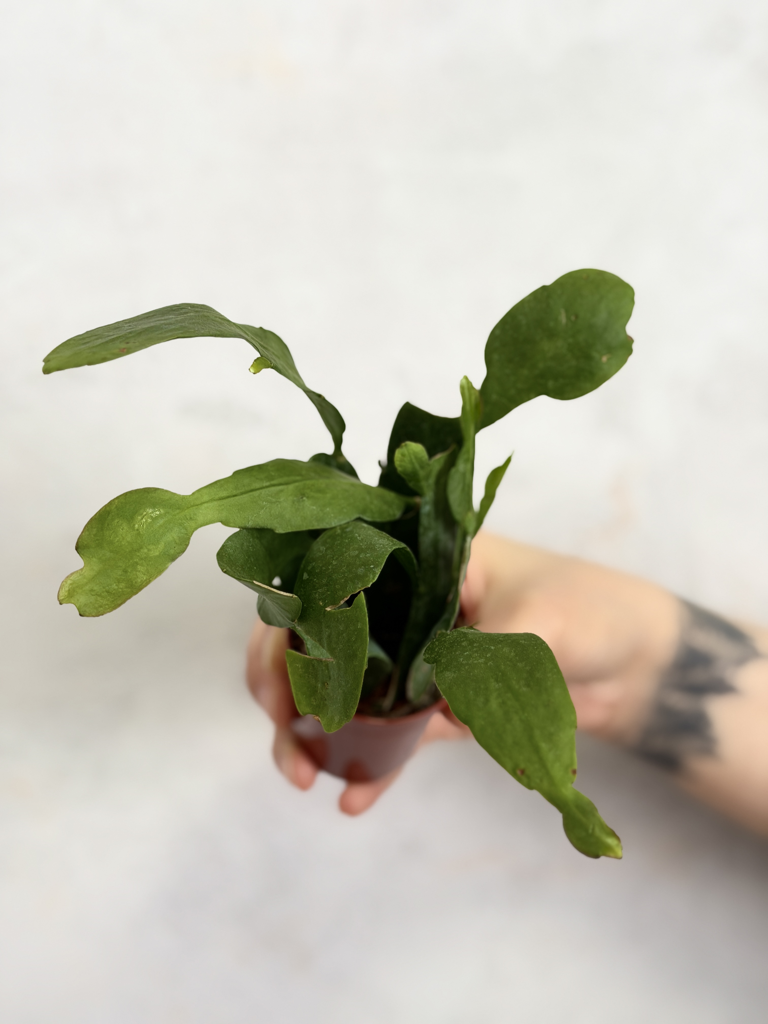 Эпифиллум Пумилум (Epiphyllum Pumilum) D5см