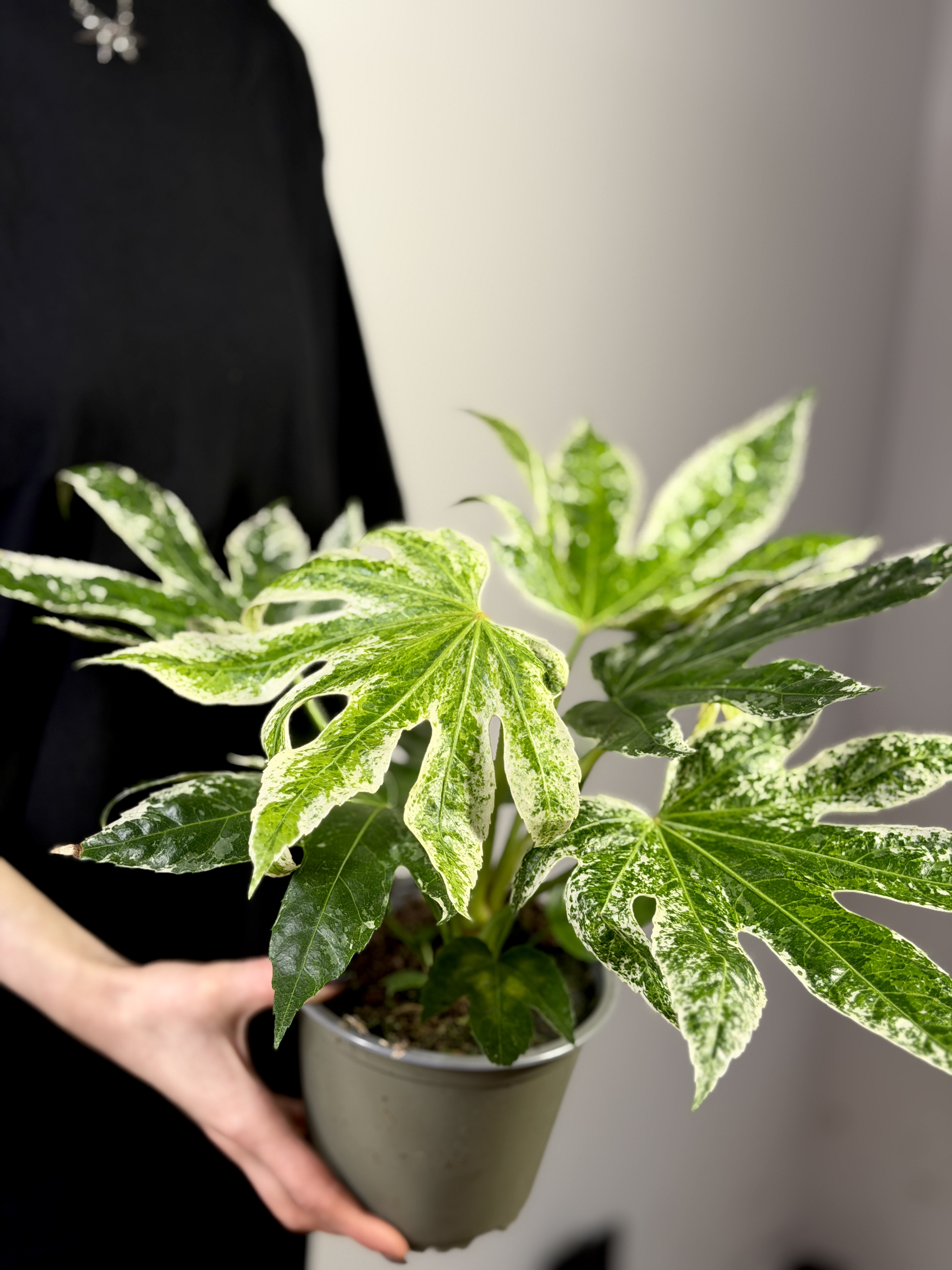 Фатсия Японская Вариегатная (Fatsia Japonica Variegata) D14см