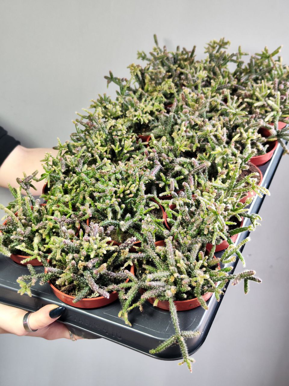 Рипсалис Барчела (Rhipsalis Burchellii) D8,5см