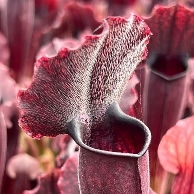 Саррацения Томас (Sarracenia Thomas) D9cм