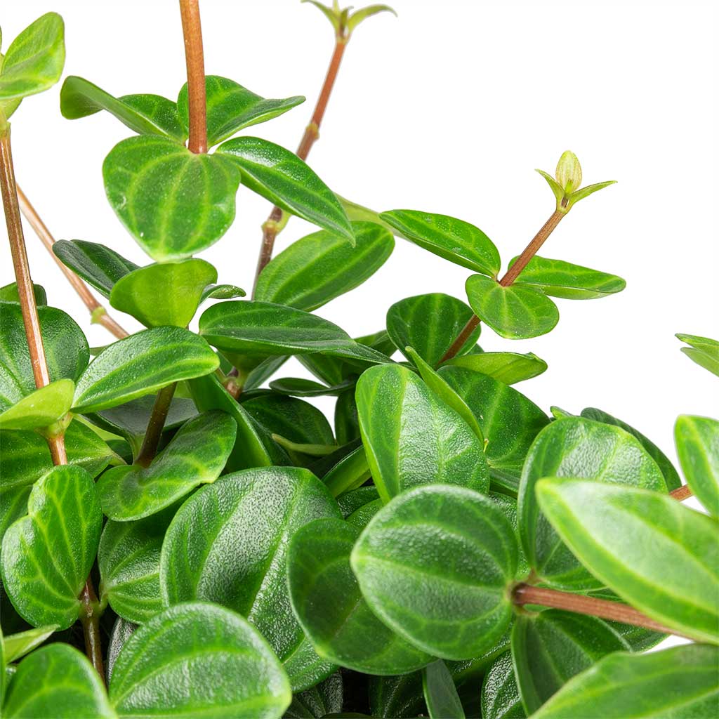 Пеперомия Ангулата Страйб (Peperomia Angulata Stribe) D9см