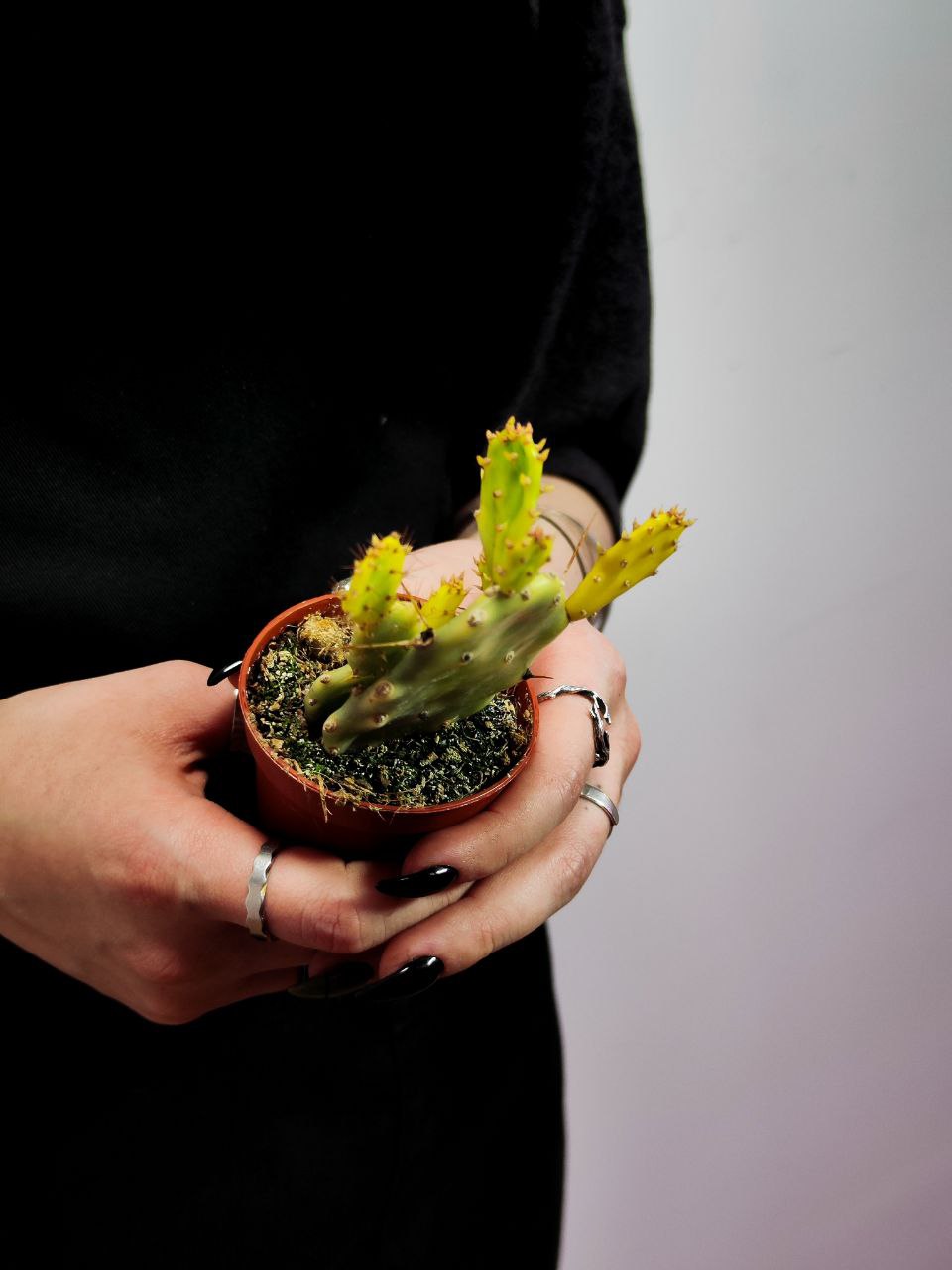 Опунция Крейзи Вайт (Opuntia Crazy White) D6см