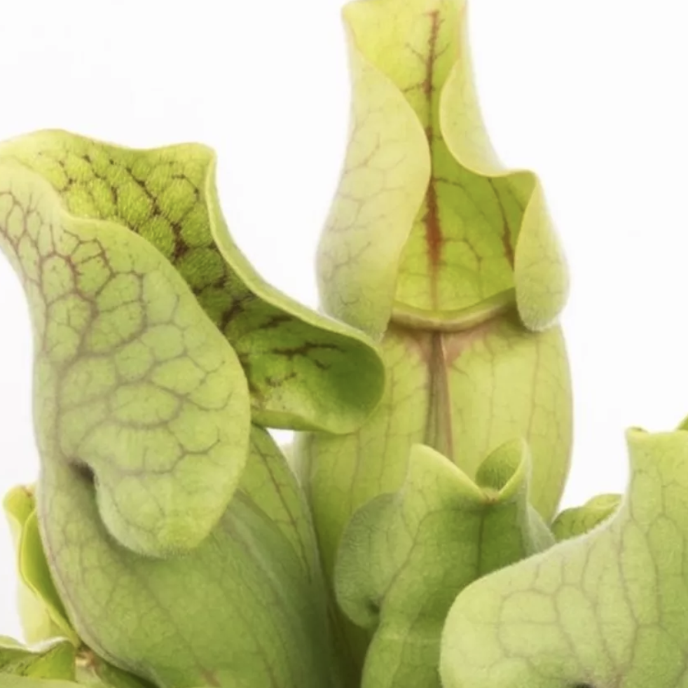 Саррацения Веноза Грин Мини (Sarracenia Venosa Green Mini) D5см