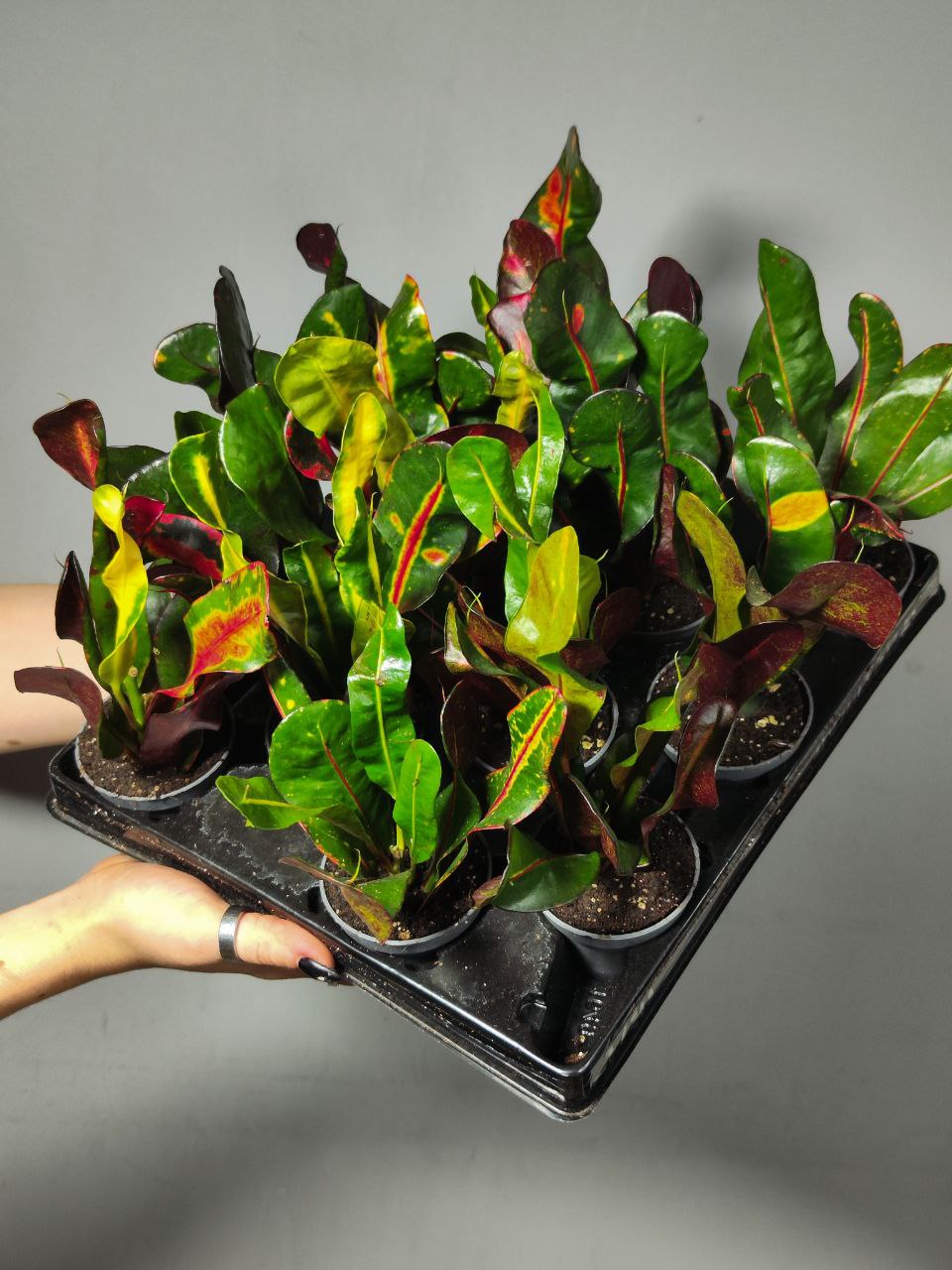 Кодиеум (Кротон) Мамми (Codiaeum Mammy) D6см