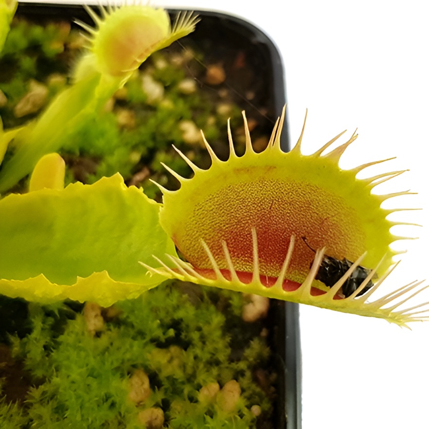 Венерина Мухоловка Рептилия (Dionaea Muscipula Reptile) D9см