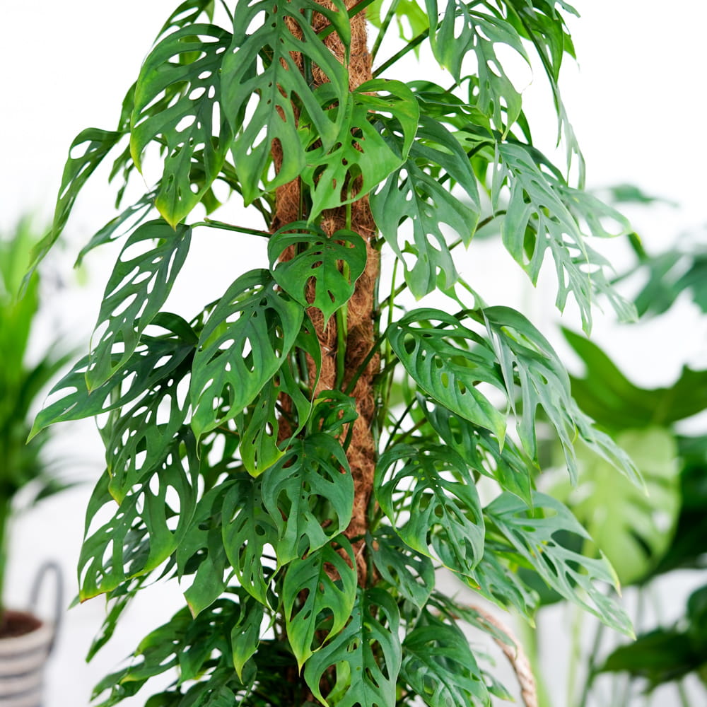 Монстера Акумината (Monstera Acuminata) D6см