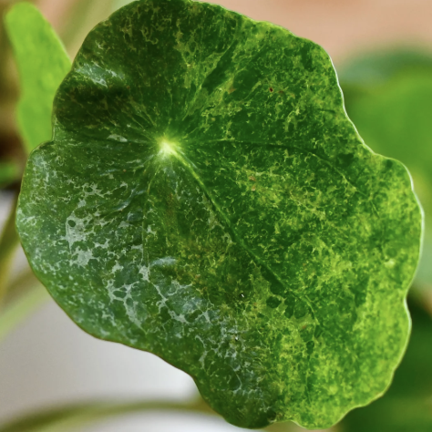 Пилея Пеперомиевидная Шугар (Pilea Peperomioides Sugar) D5см