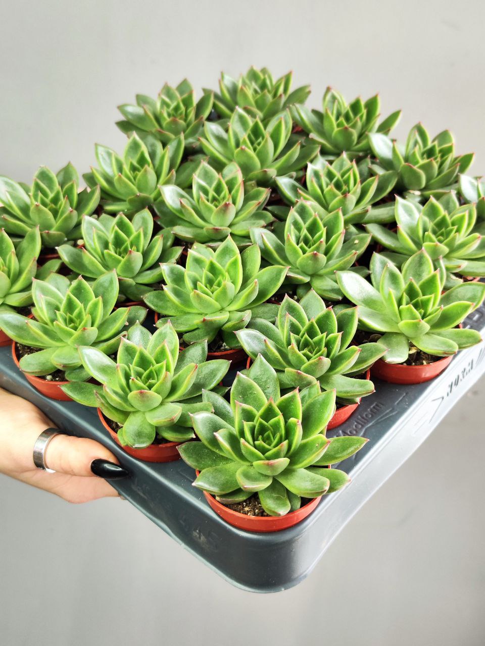 Эхеверия Агавоидес Ред Тип (Echeveria Agavoides Red Tip) D5см