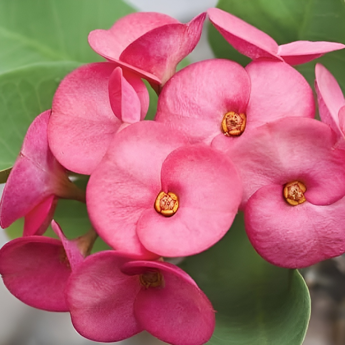 Эуфорбия Миля Нежно - Розовая (Euphorbia Milii Rhea) D6см