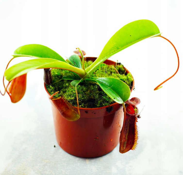 Непентес Вентрикоза (Nepenthes Ventricosa) D9см