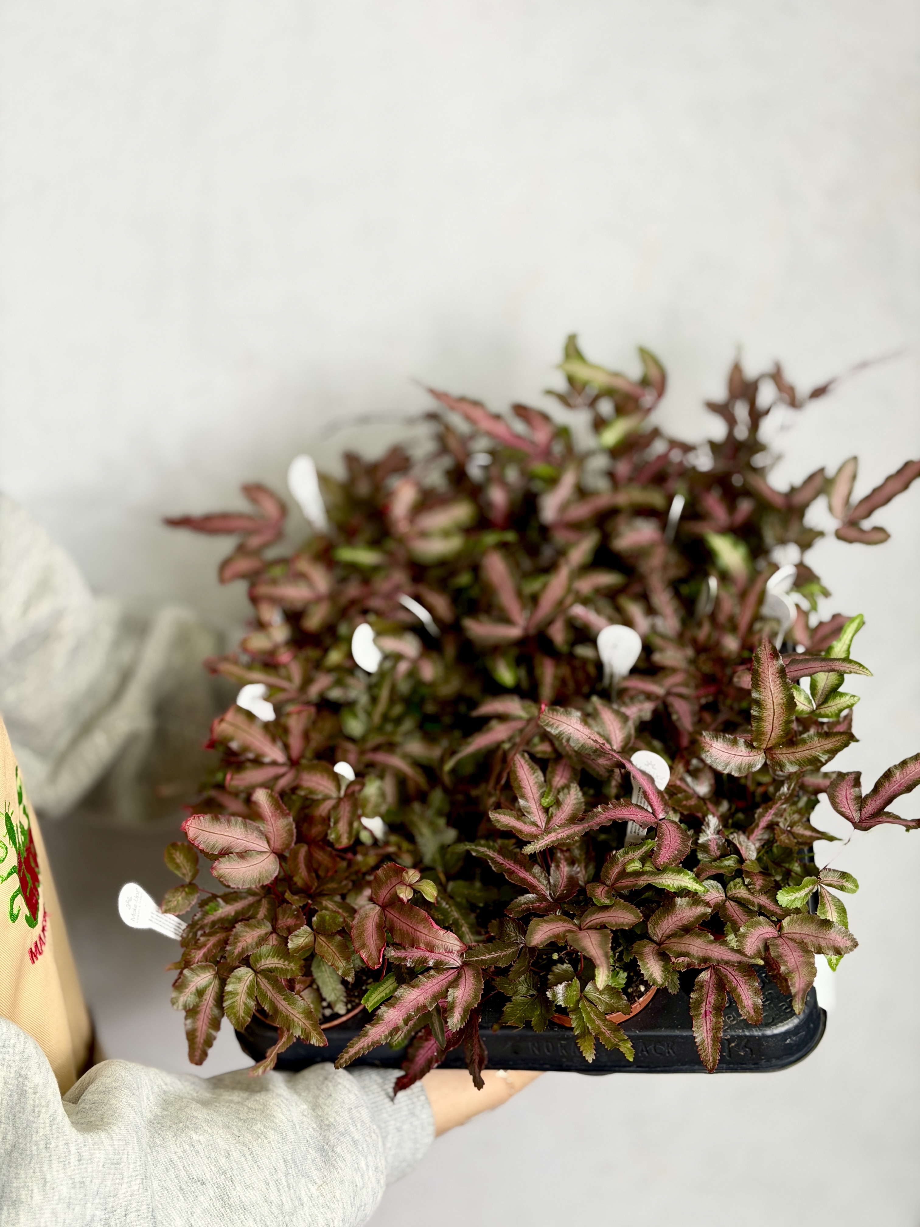 Птерис Критский Альболинеата Мейк Ап (Pteris Cretica Albolineata Make-upz) D7см