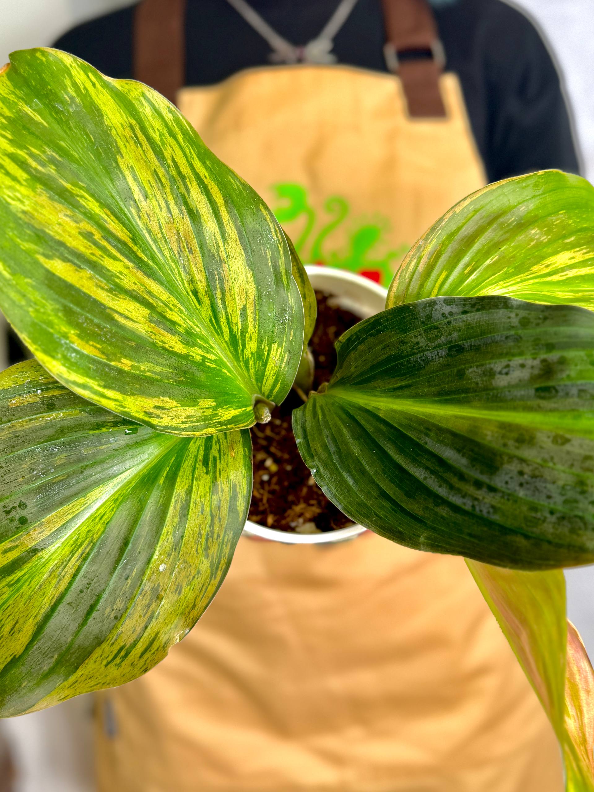 Кемпферия Гибридная Вариегатная (Kaempferia Hydrid Variegated) D13см