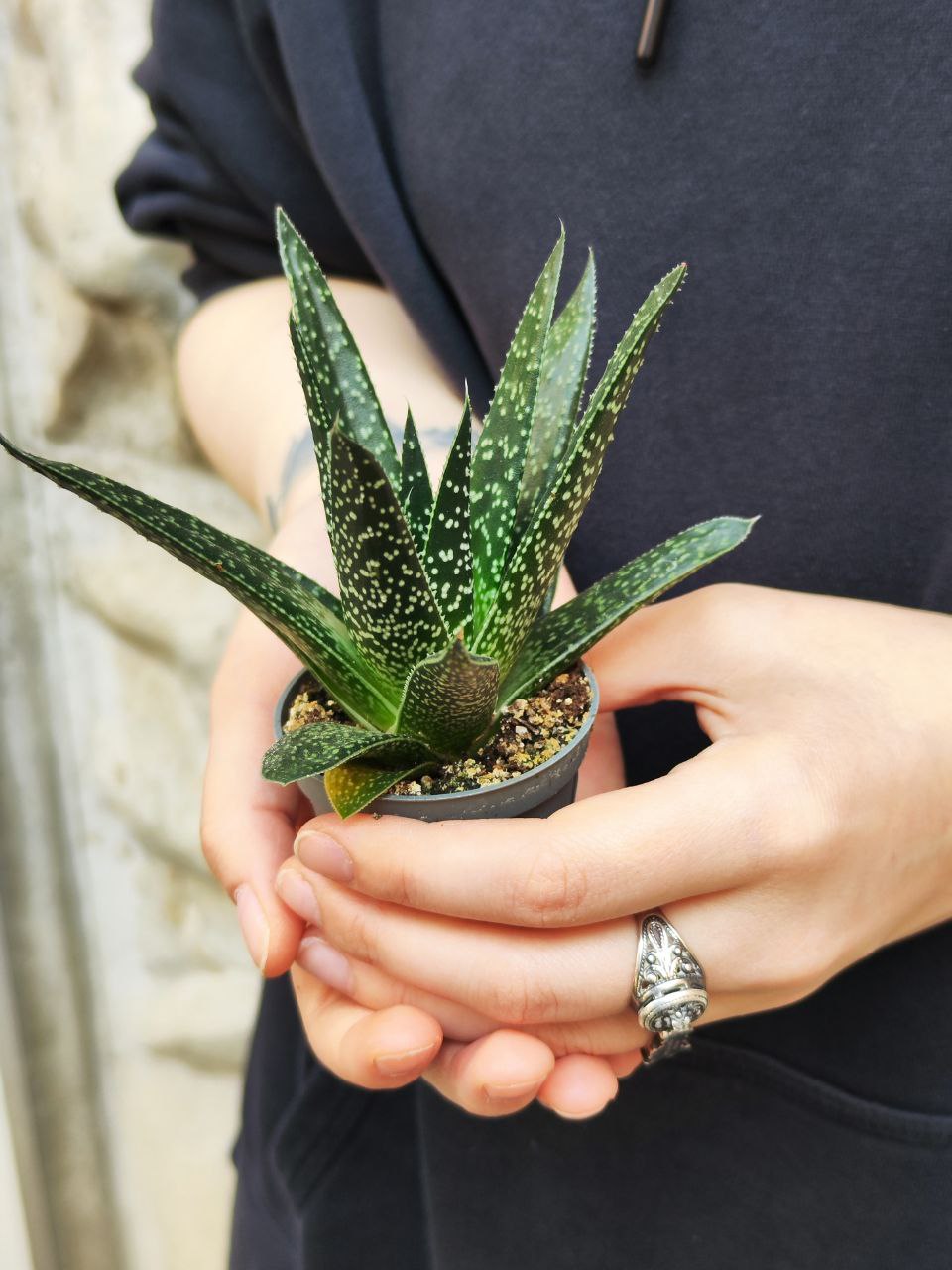 Гастерия Аполло (Gasteria Apollo) D5см