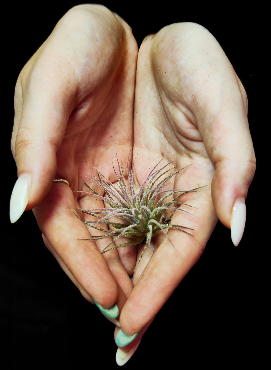 Тилландсия Ионанта Пинк (Tillandsia Ionantha Pink), атмосферное растение