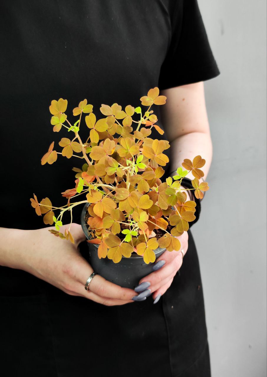 Оксалис Голд, Кислица (Oxalis Gold) D10см