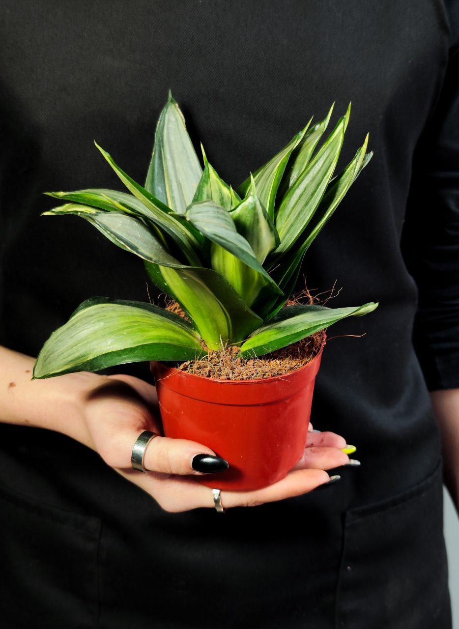 Сансевиерия Даймонд Ханни (Sansevieria Diamond Hahnii) D9см