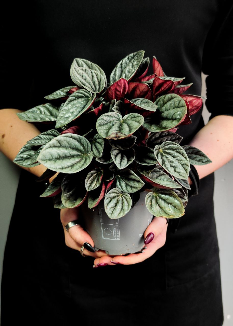 Пеперомия Каракас (Peperomia Caperata Caracas) D11см