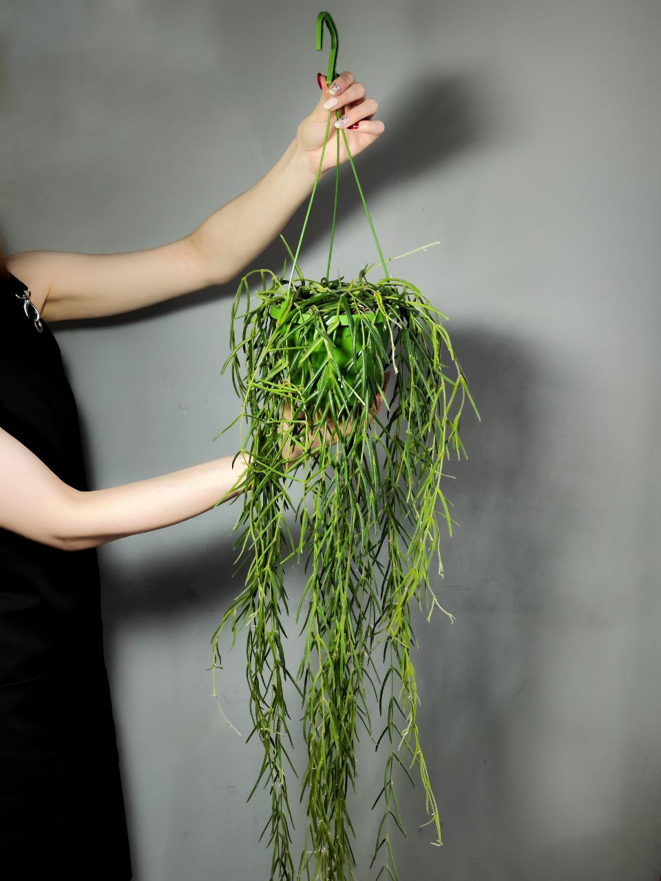 Хойя Линеарис (Hoya Linearis) D14см