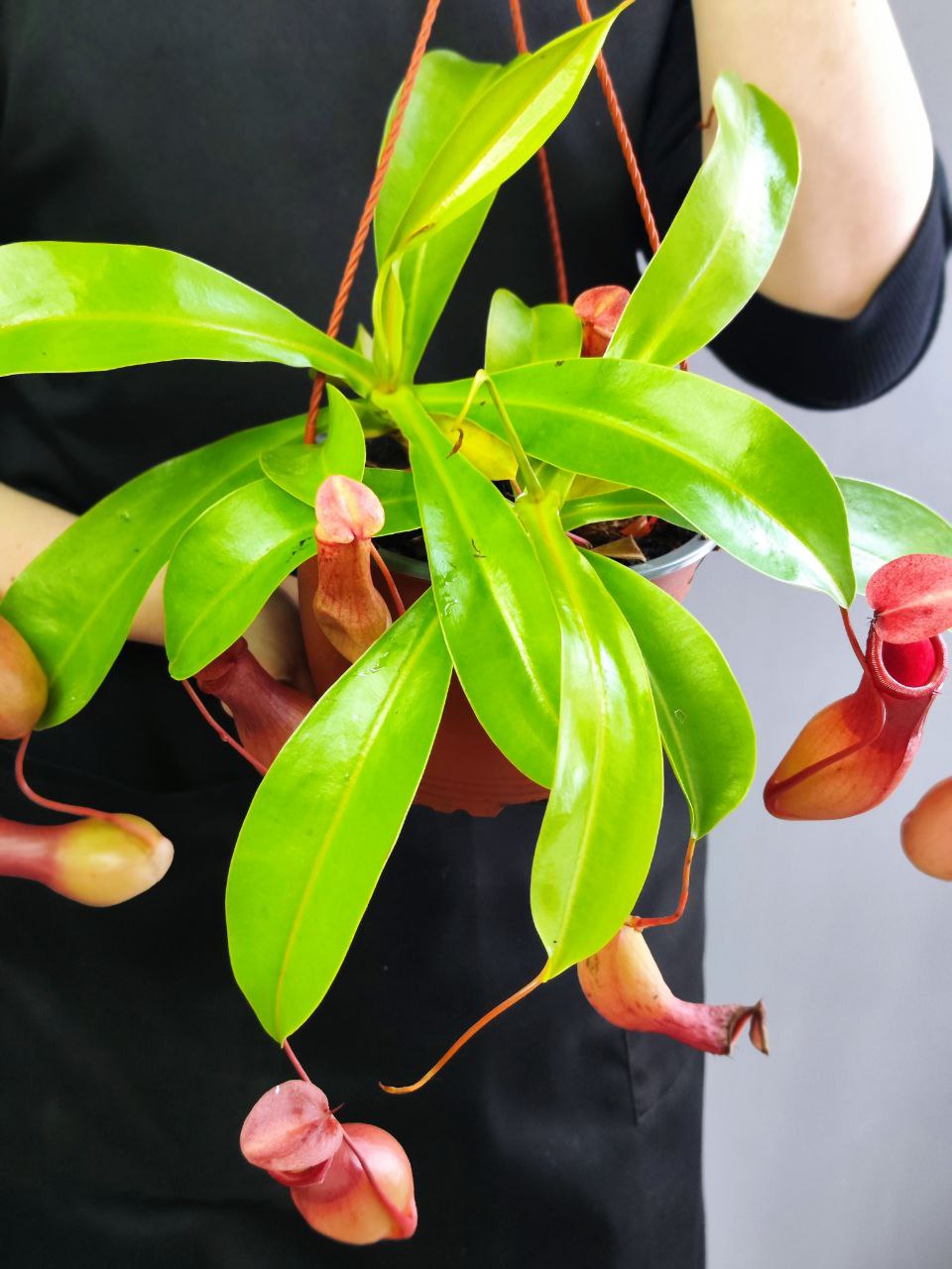 Непентес Вентрата (Nepenthes Ventrata) D14см в подвесном кашпо