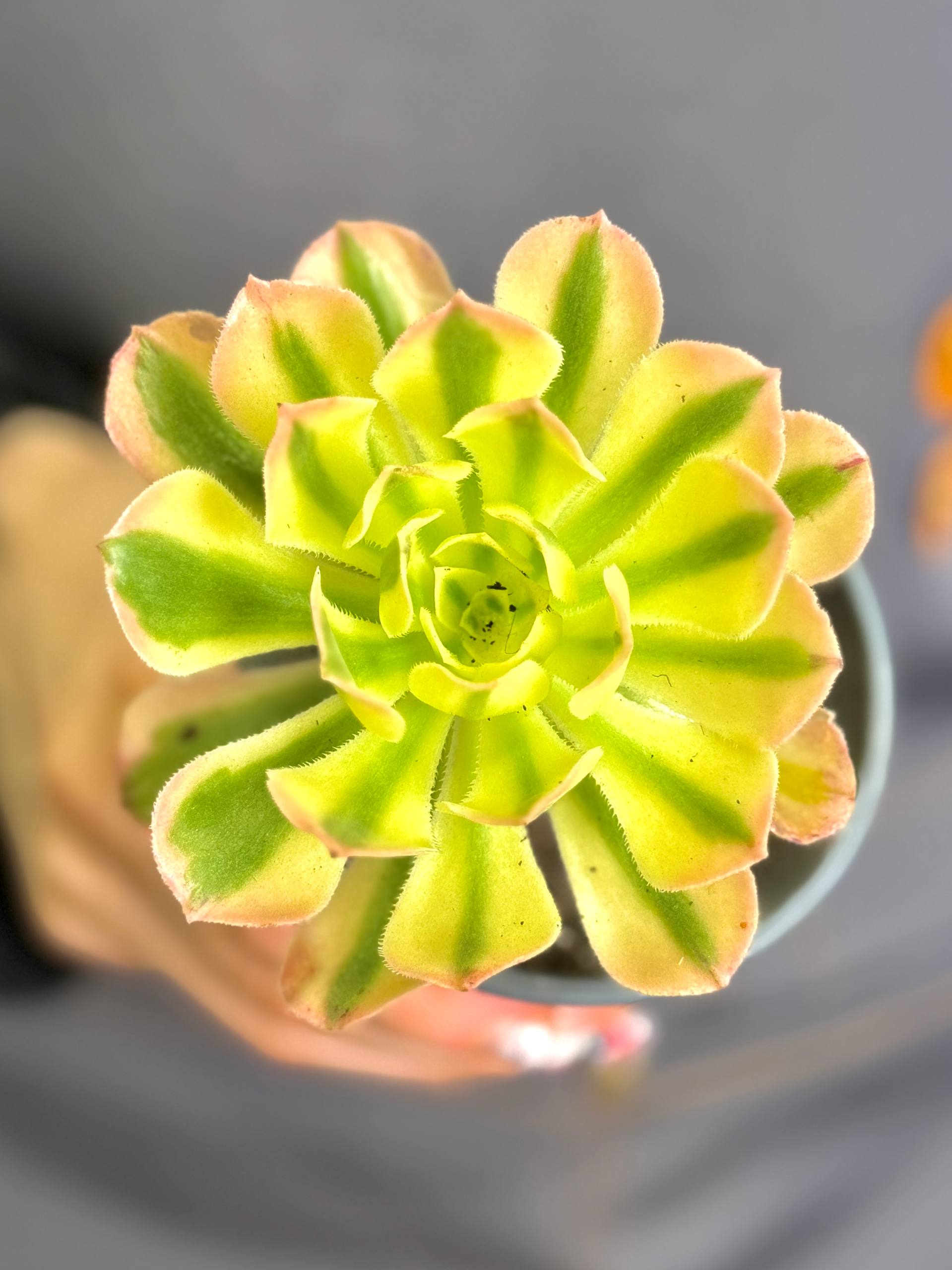 Эониум Майбах Вариегатный (Aeonium Maybach Variegated) D9см