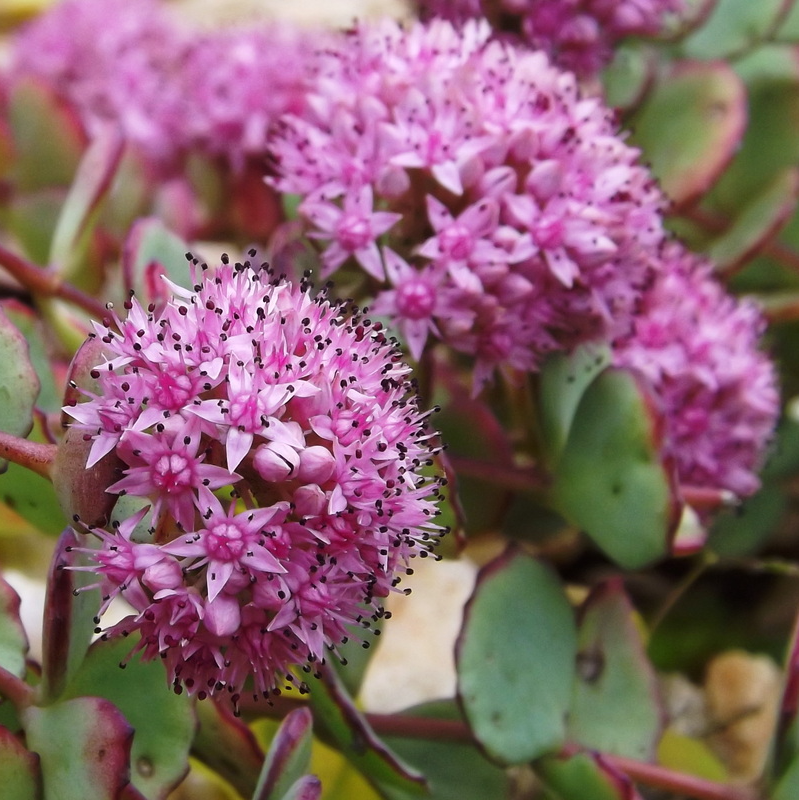 Седум Зибольда (Sedum Sieboldii) D5см