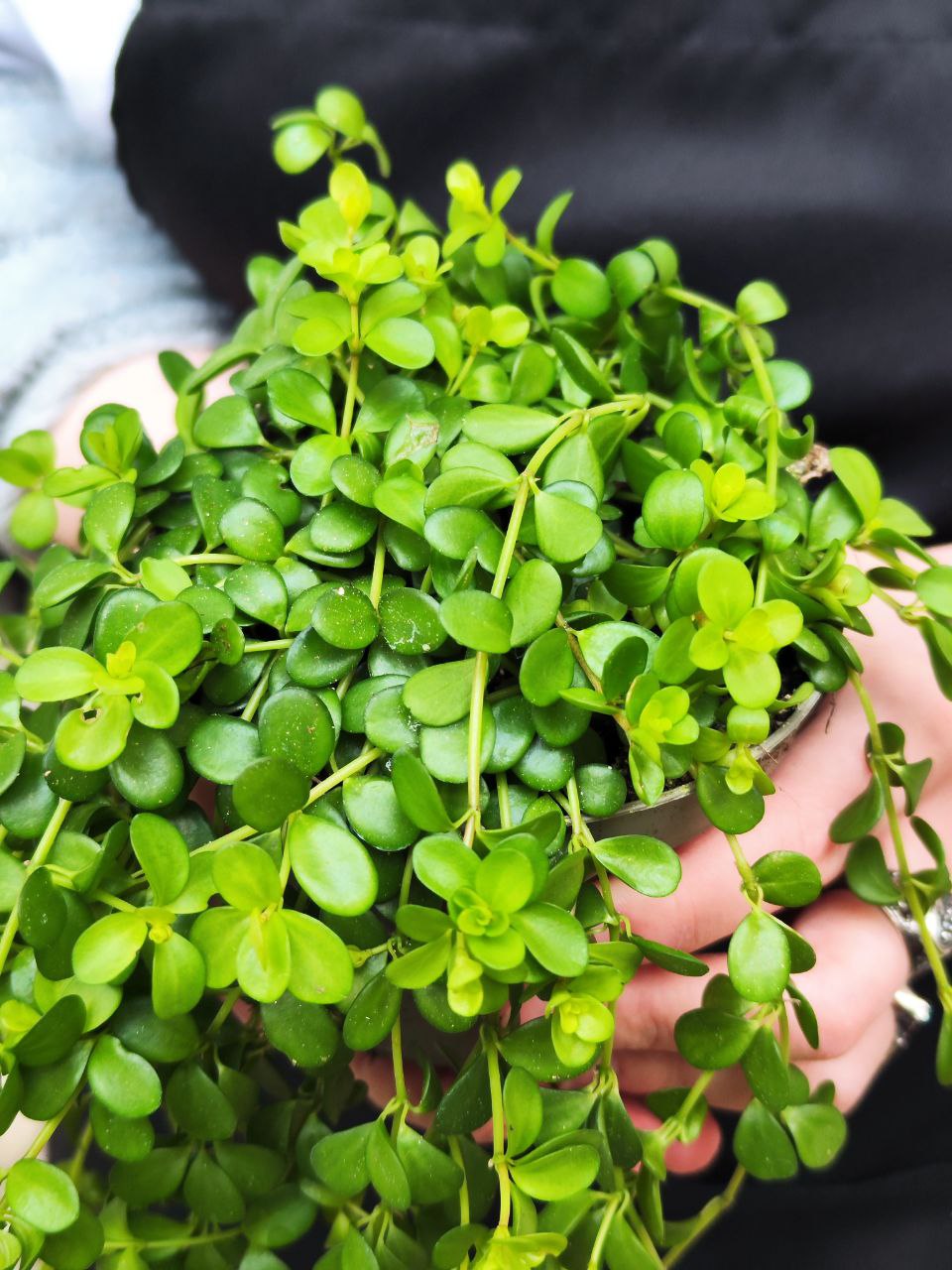 Пеперомия Деппеана (Peperomia Deppeana) D11см