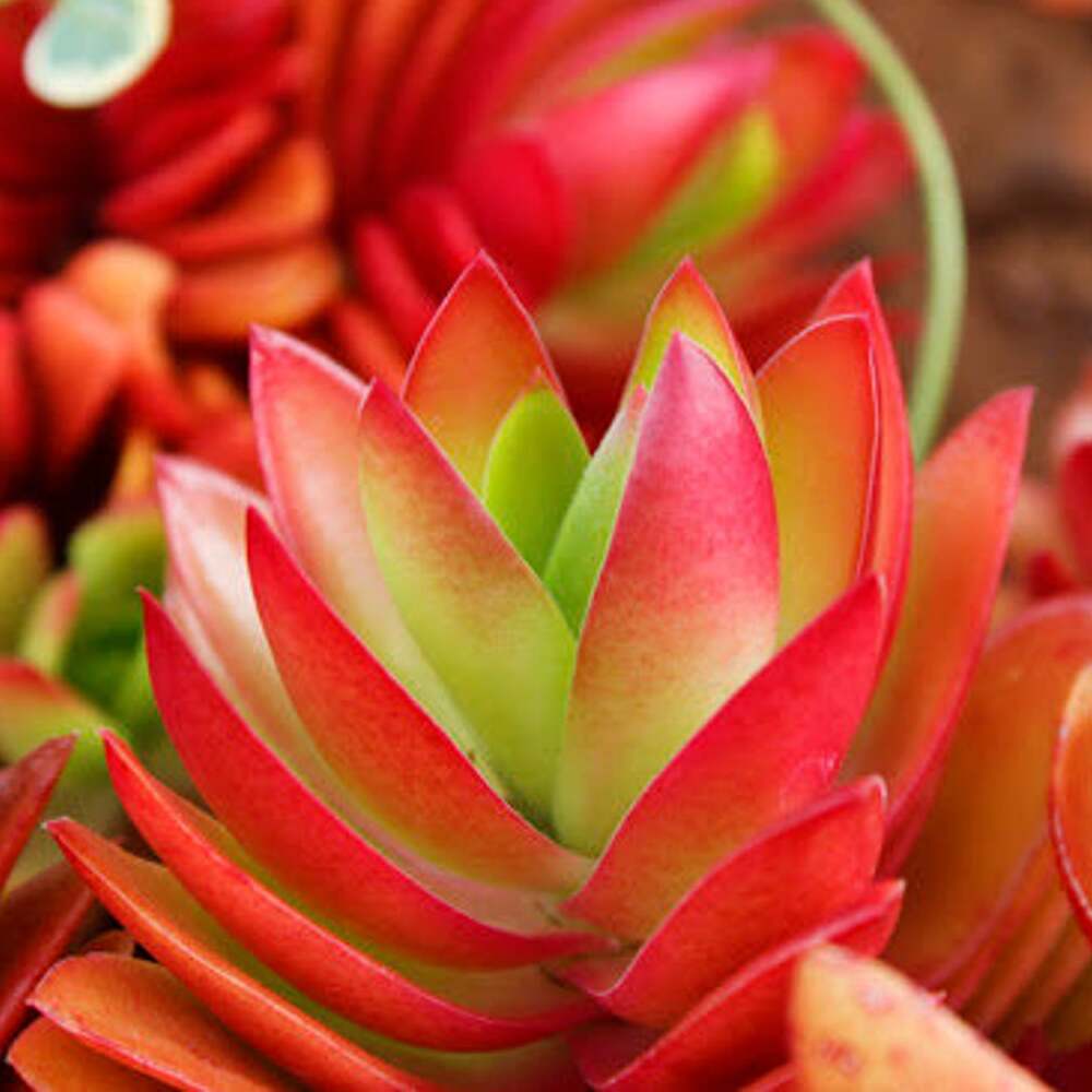 Крассула Капителла Кэмпфайер Ред (Crassula Capitella Campfire Red) D6,5см