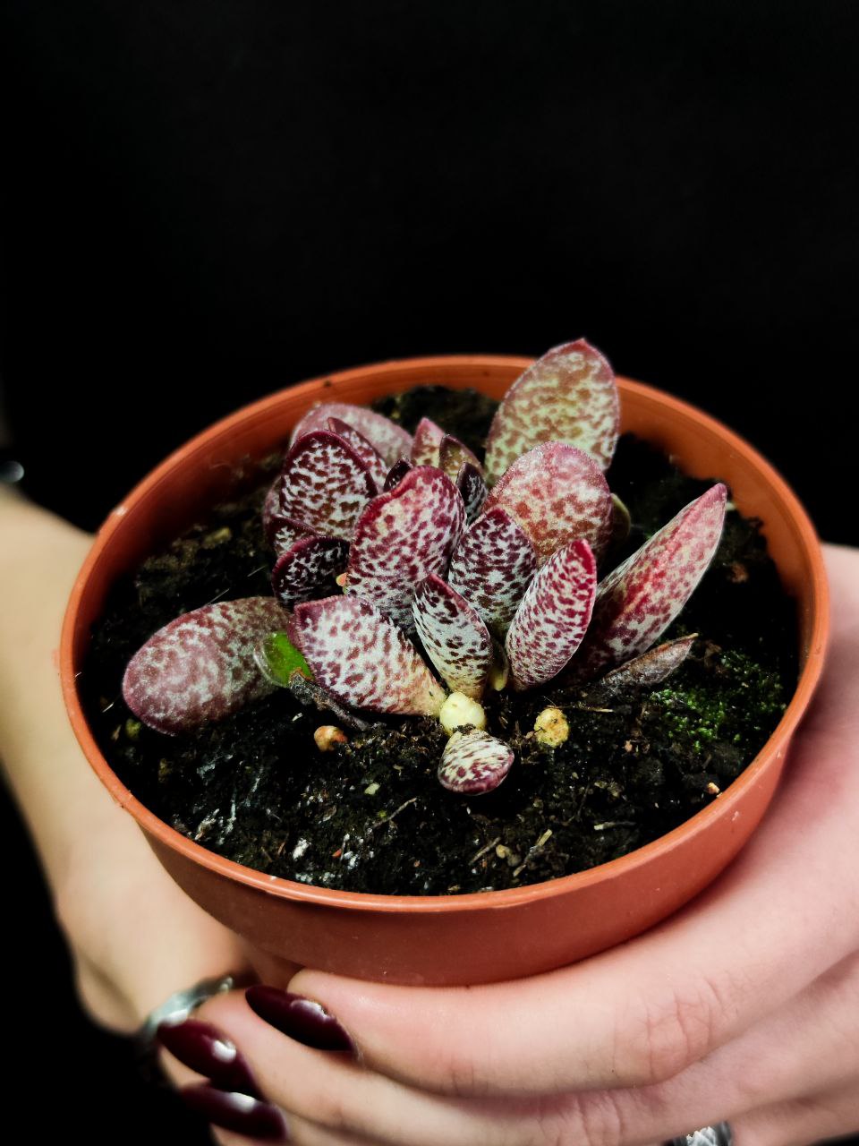 Адромискус Салико Хеартс (Adromischus Calico Hearts) D8,5см