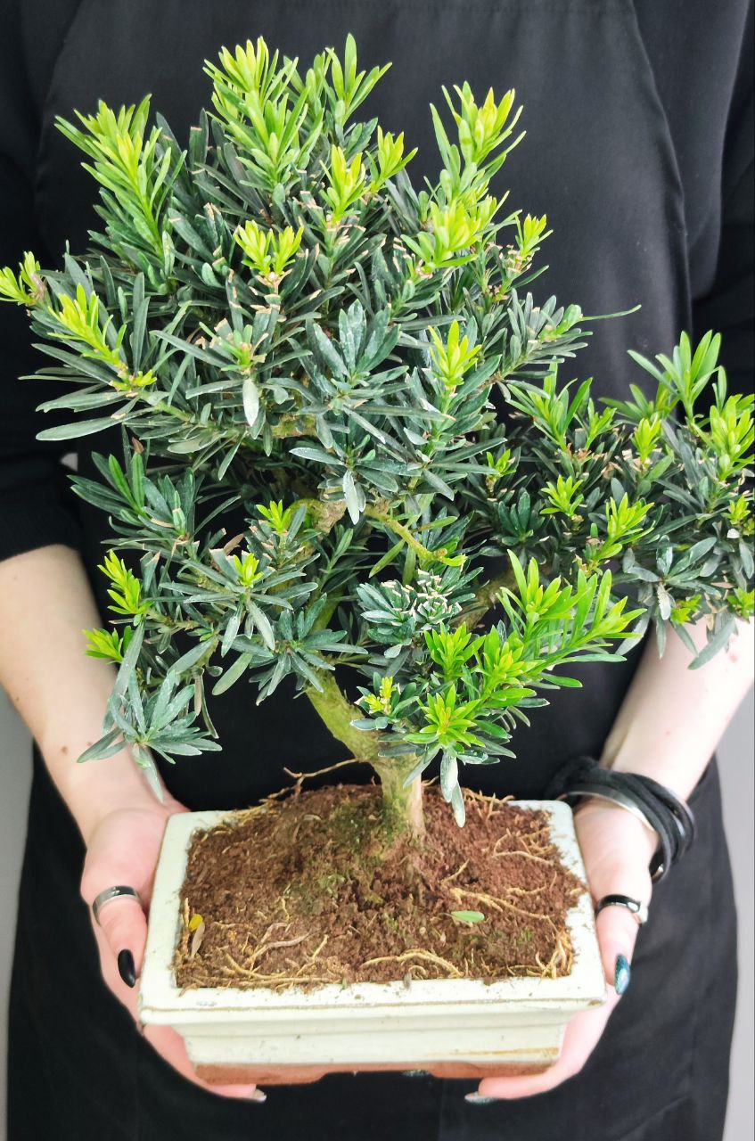 Бонсай Подокарпус (Bonsai Podocarpus)